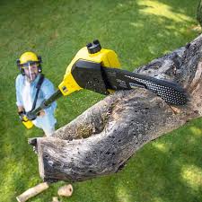 Best Tree Removal  in Penn Yan, NY