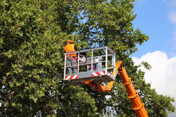  Penn Yan, NY Tree Services Pros