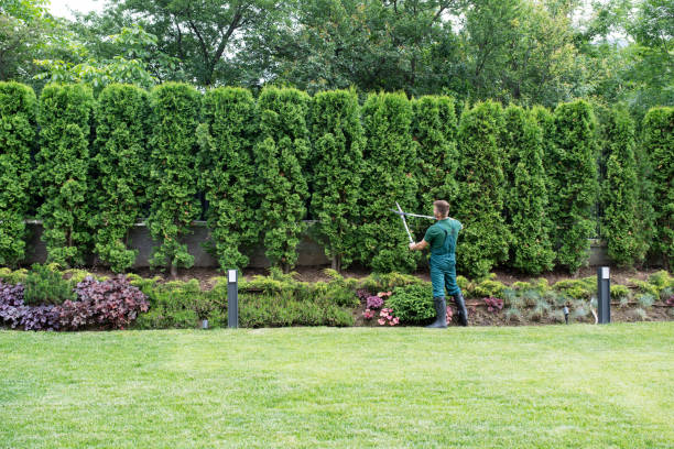 Best Lawn Watering Services  in Penn Yan, NY