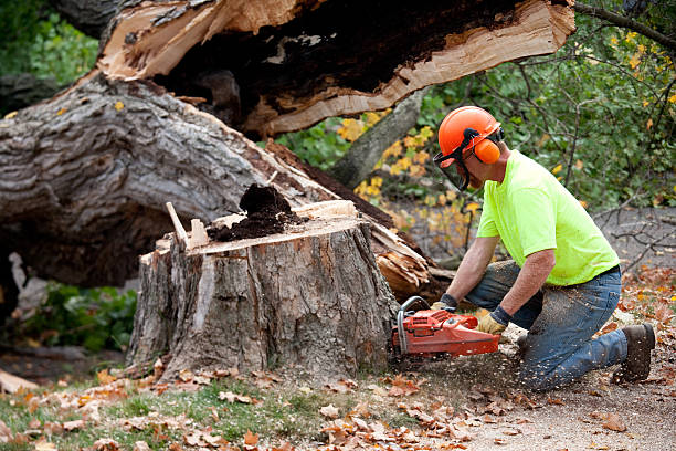 Best Seasonal Cleanup (Spring/Fall)  in Penn Yan, NY