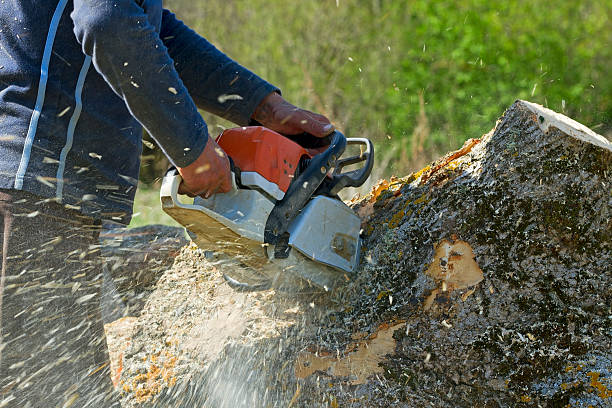 Penn Yan, NY Tree Services Company