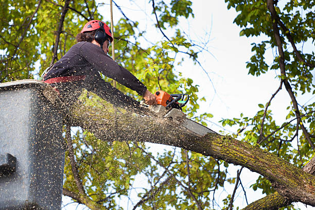 Best Tree Mulching  in Penn Yan, NY